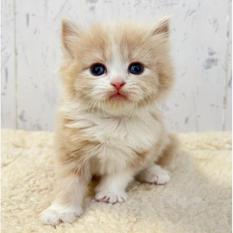 販売中の千葉県のスコティッシュフォールド-133724の7枚目