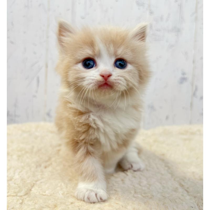 販売中の千葉県のスコティッシュフォールド-133724の6枚目