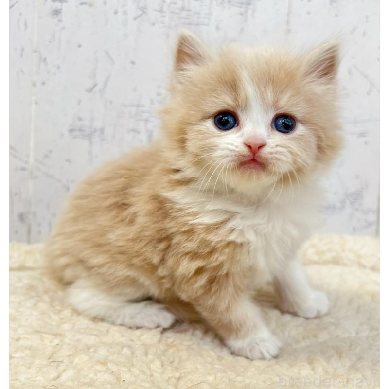 販売中の千葉県のスコティッシュフォールド-133724の5枚目