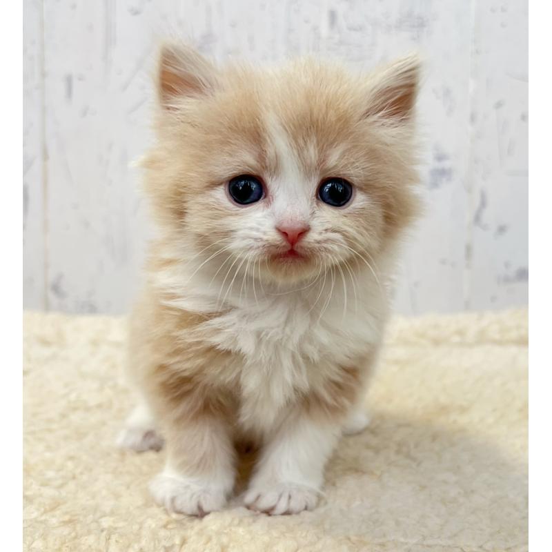 販売中の千葉県のスコティッシュフォールド-133724の4枚目