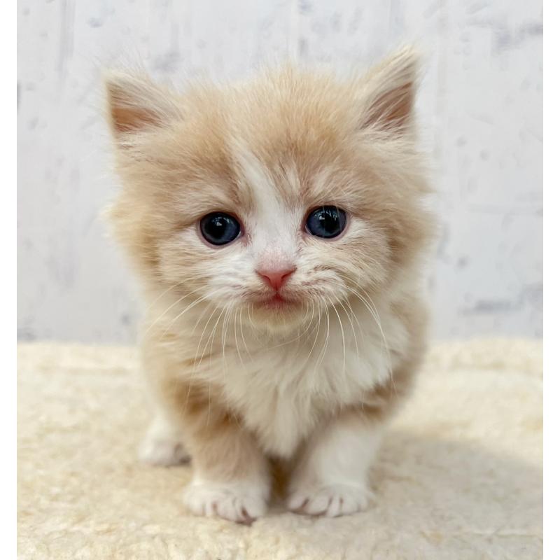 販売中の千葉県のスコティッシュフォールド-133724の3枚目