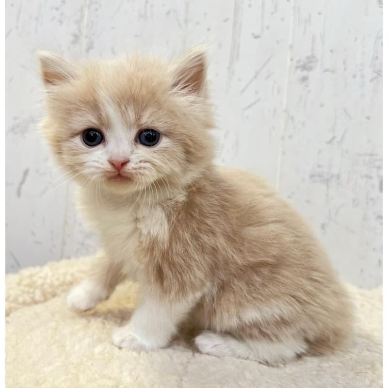 販売中の千葉県のスコティッシュフォールド-133724の2枚目