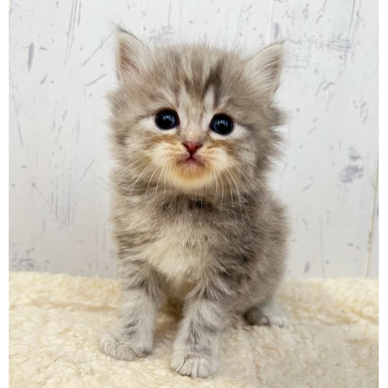 販売中の千葉県のスコティッシュフォールド-133725