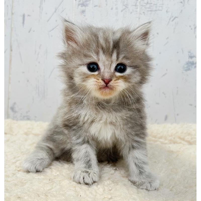 販売中の千葉県のスコティッシュフォールド-133725の6枚目