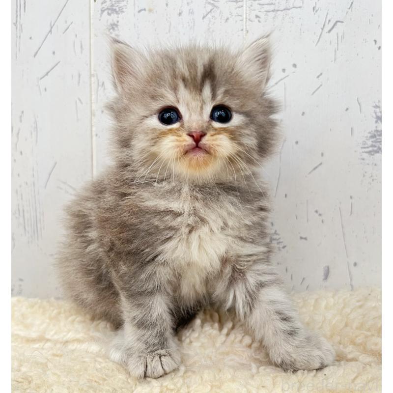 販売中の千葉県のスコティッシュフォールド-133725の5枚目