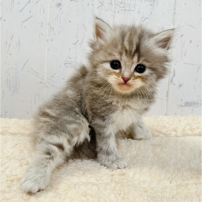 販売中の千葉県のスコティッシュフォールド-133725の4枚目