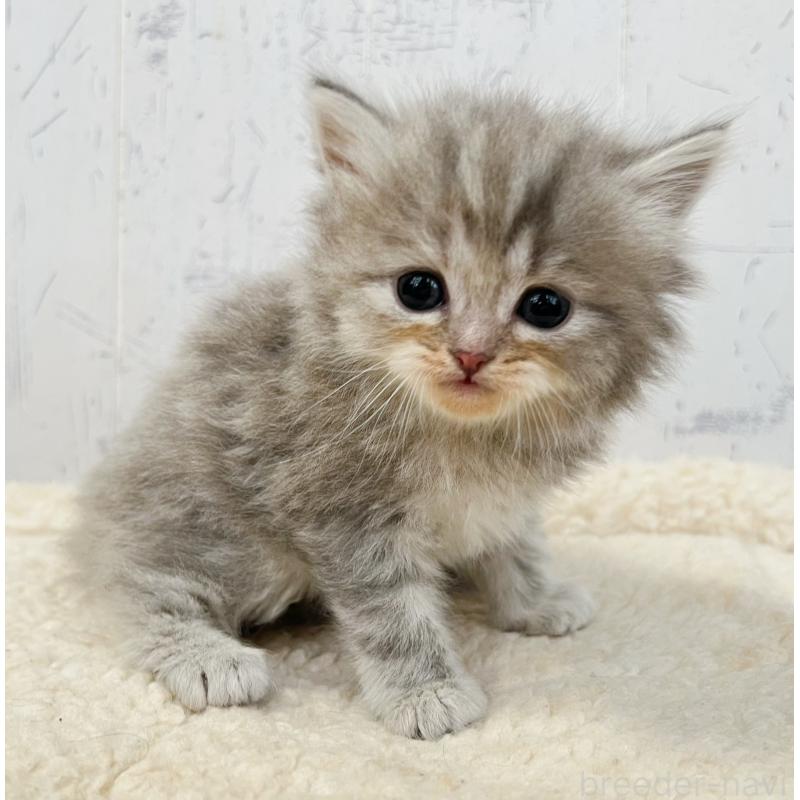 販売中の千葉県のスコティッシュフォールド-133725の3枚目