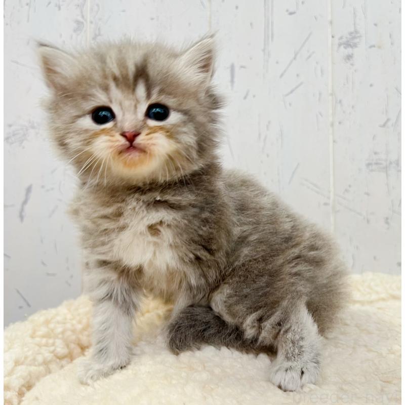 販売中の千葉県のスコティッシュフォールド-133725の2枚目