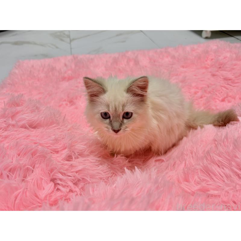 成約済の三重県のサイベリアン-132285の9枚目