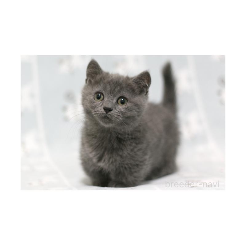 販売中の群馬県のミヌエット(短足)-131386の5枚目