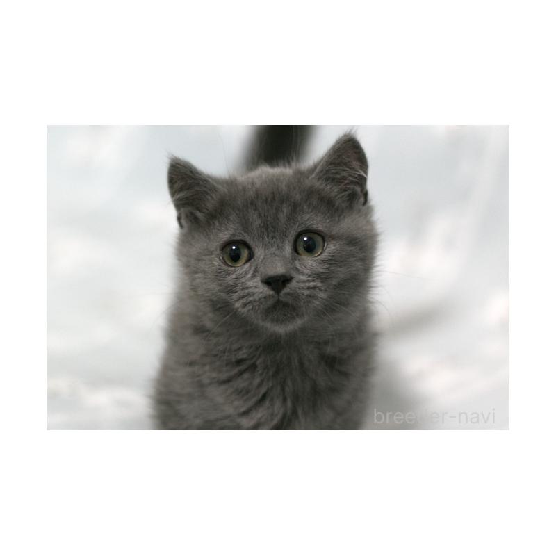 販売中の群馬県のミヌエット(短足)-131386の4枚目