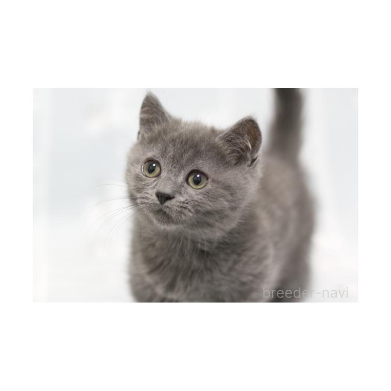 販売中の群馬県のミヌエット(短足)-131386の3枚目