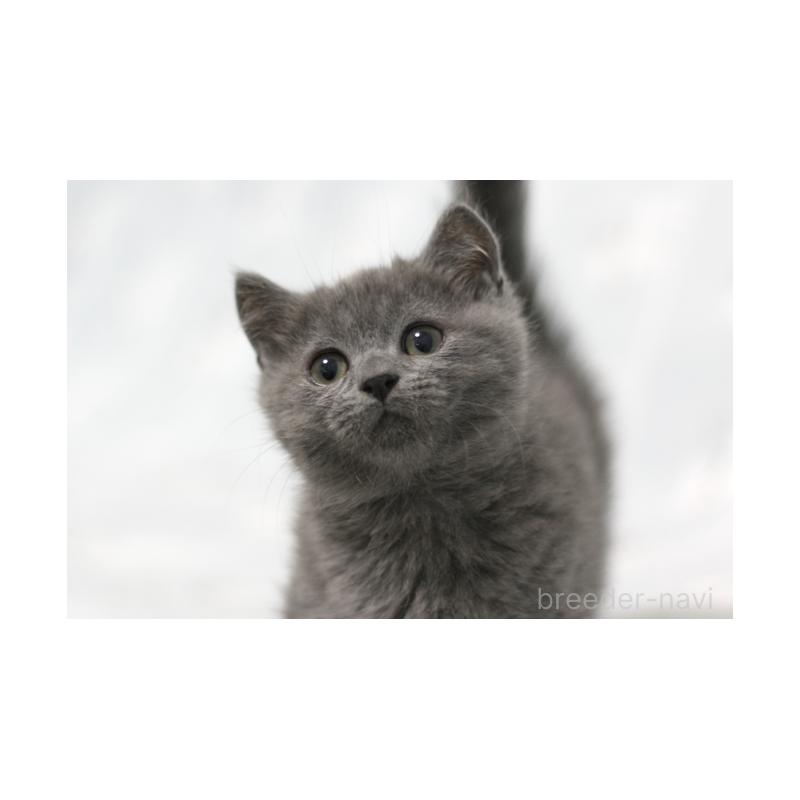 販売中の群馬県のミヌエット(短足)-131386の2枚目