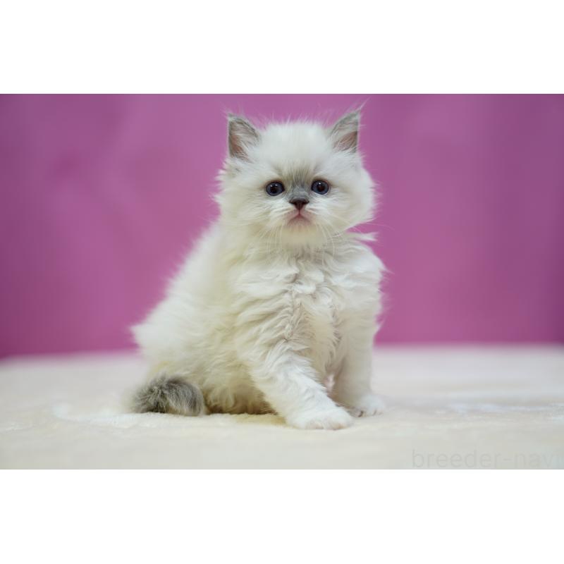 販売中の埼玉県のラグドール-133726の5枚目