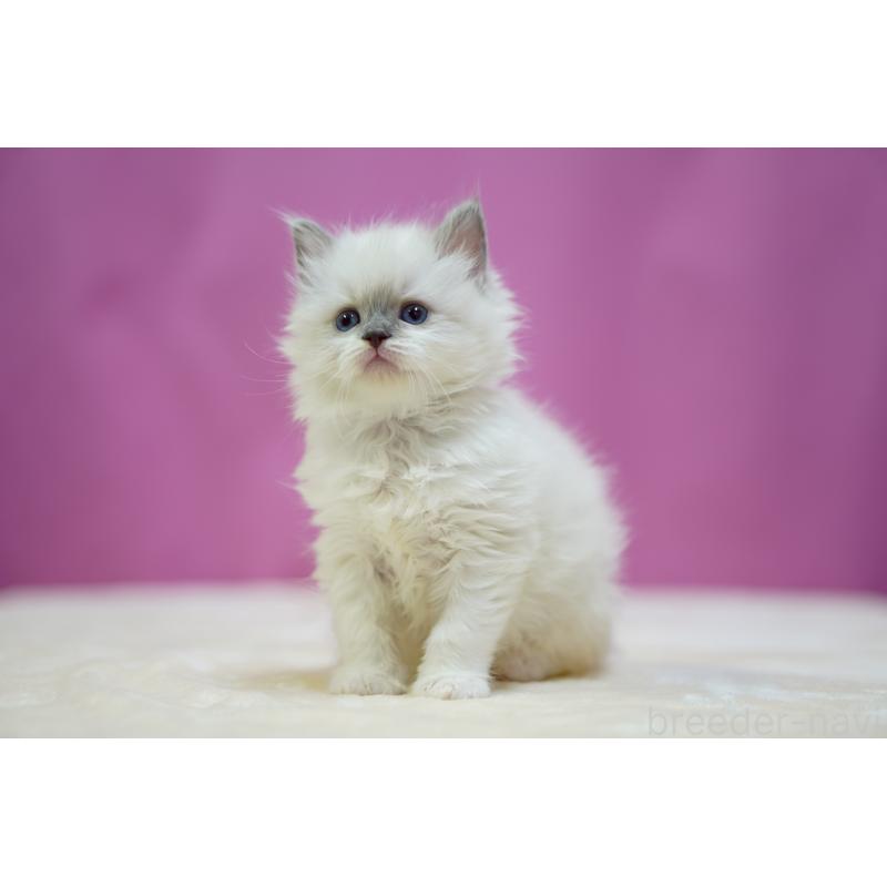 販売中の埼玉県のラグドール-133726の4枚目