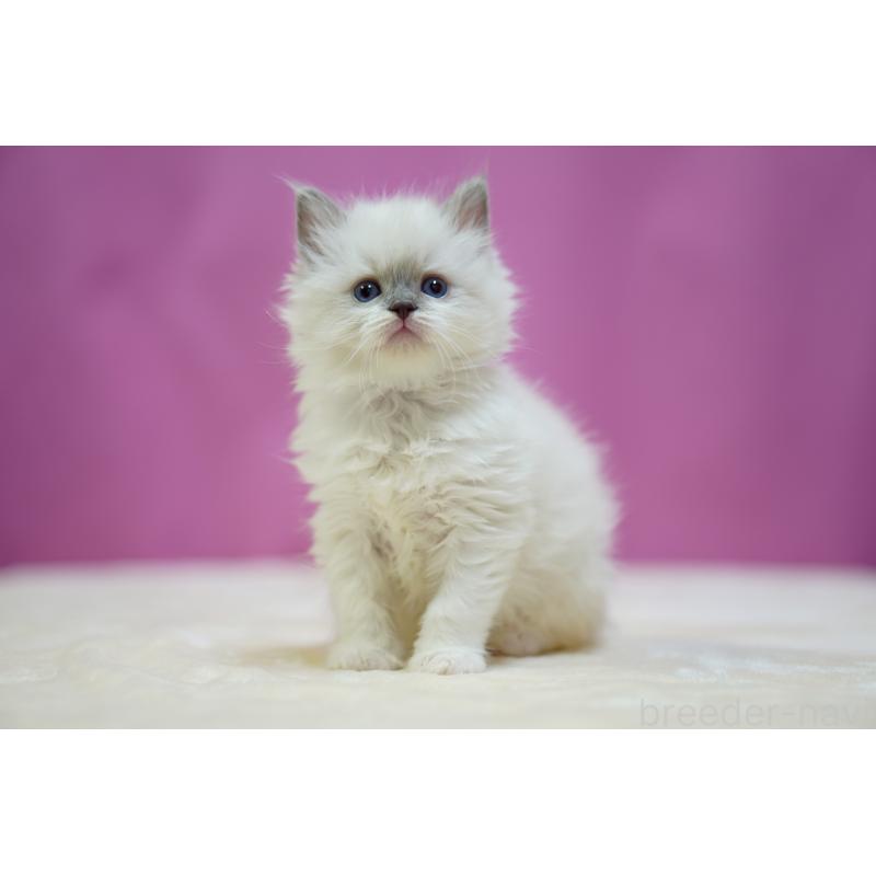 販売中の埼玉県のラグドール-133726の3枚目