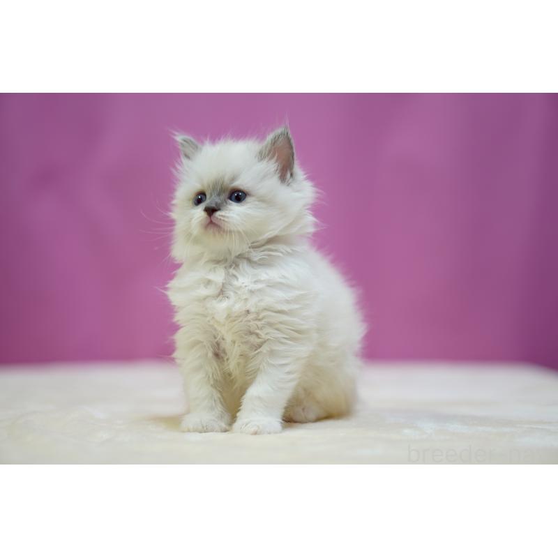 販売中の埼玉県のラグドール-133726の2枚目