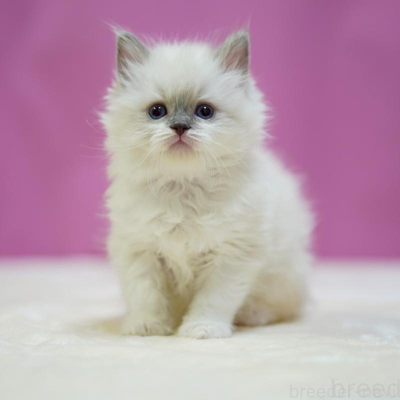 販売中の埼玉県のラグドール-133726の1枚目