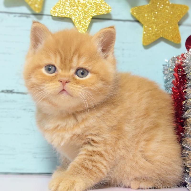 販売中の東京都のマンチカン-133727の5枚目