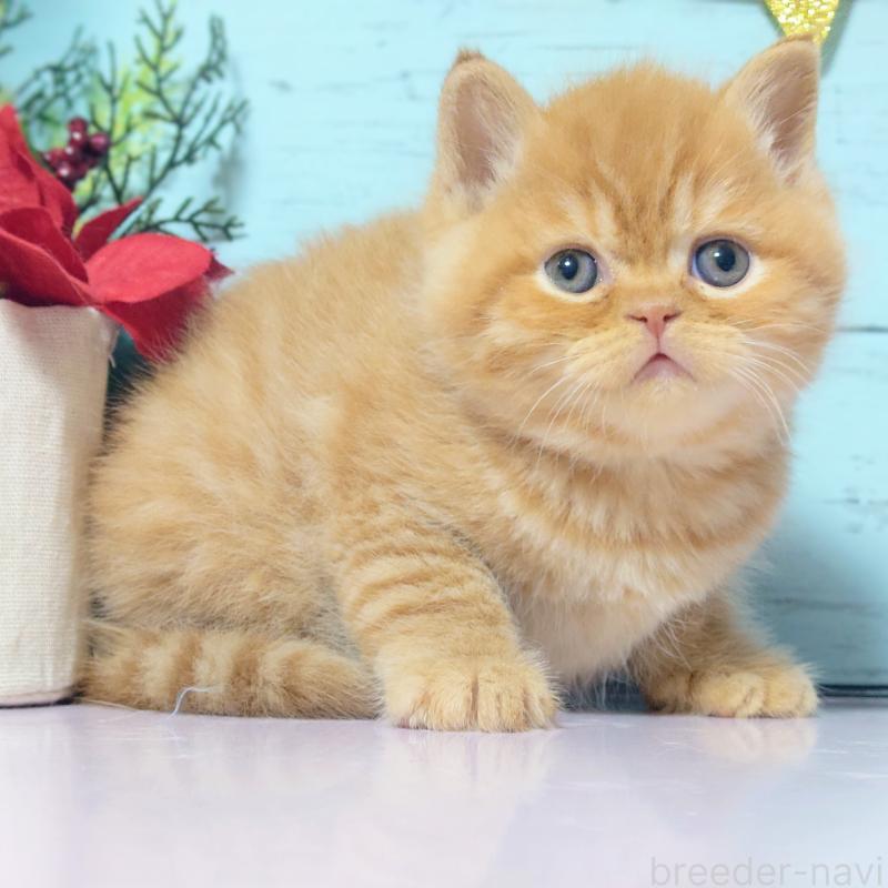 販売中の東京都のマンチカン-133727の4枚目