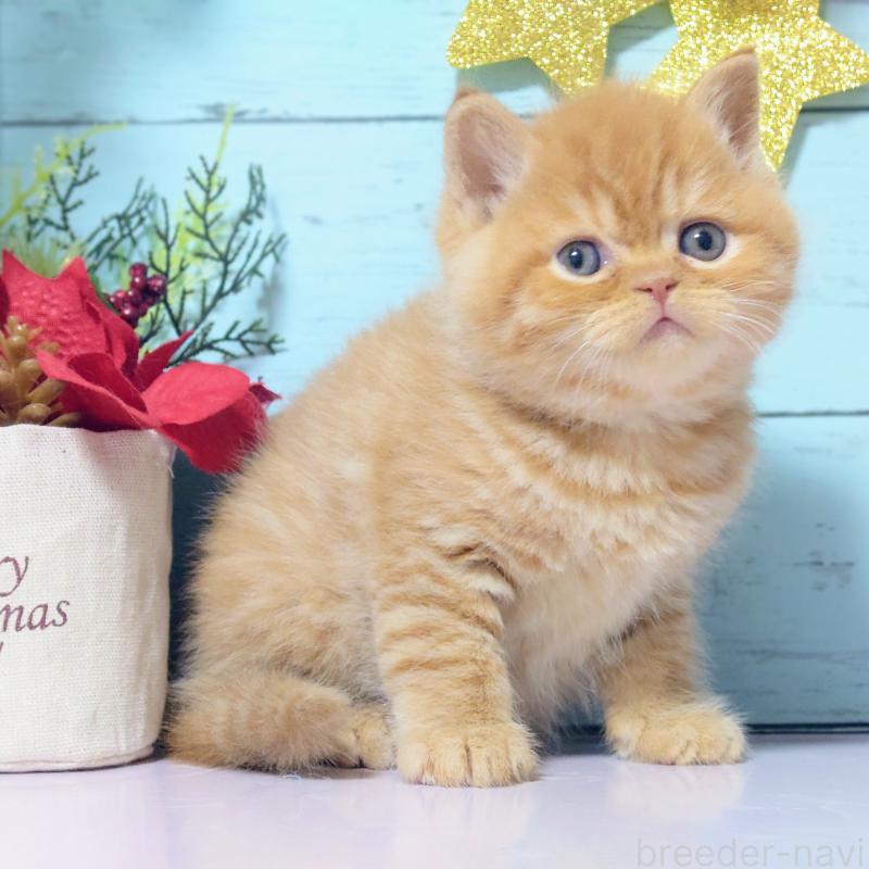 販売中の東京都のマンチカン-133727の3枚目