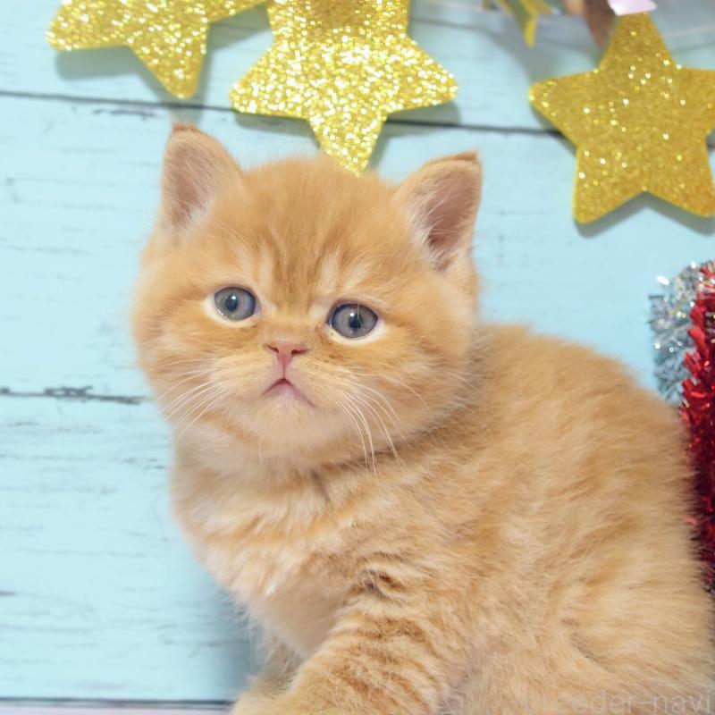 販売中の東京都のマンチカン-133727の2枚目