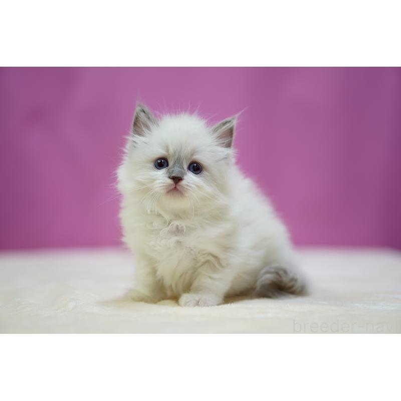 販売中の埼玉県のラグドール-133728の11枚目