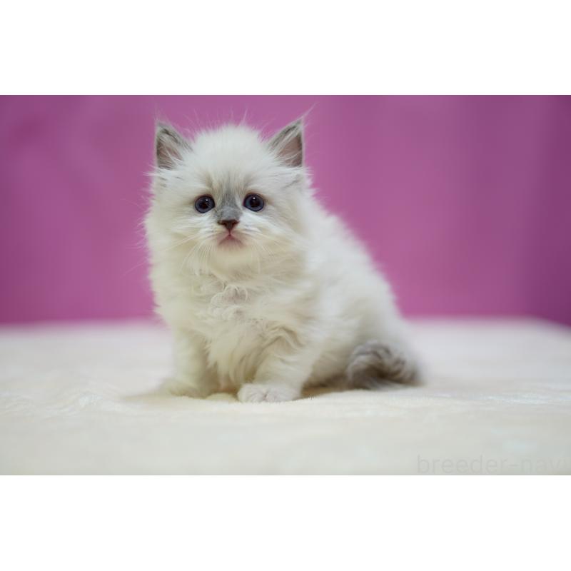 販売中の埼玉県のラグドール-133728の10枚目