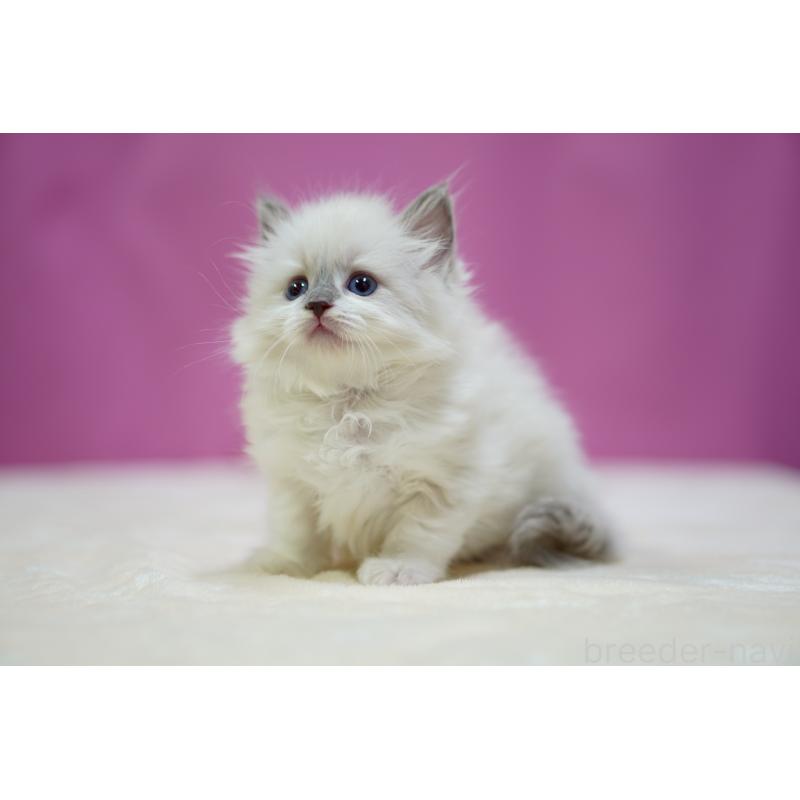 販売中の埼玉県のラグドール-133728の9枚目