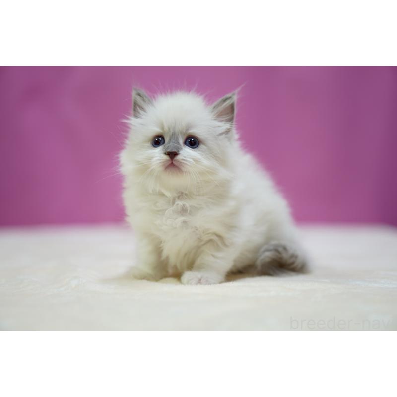 販売中の埼玉県のラグドール-133728の8枚目