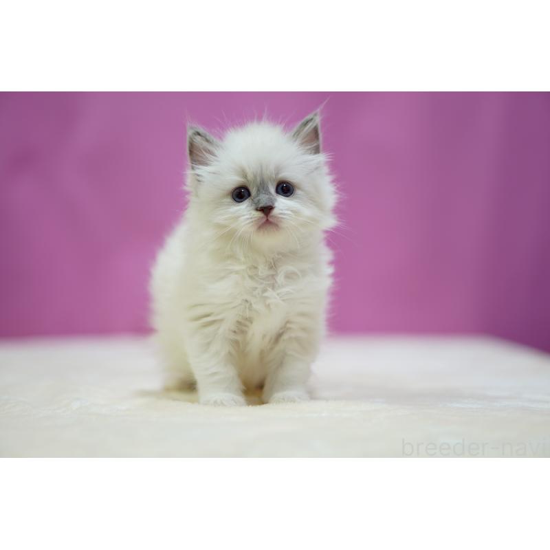 販売中の埼玉県のラグドール-133728の6枚目