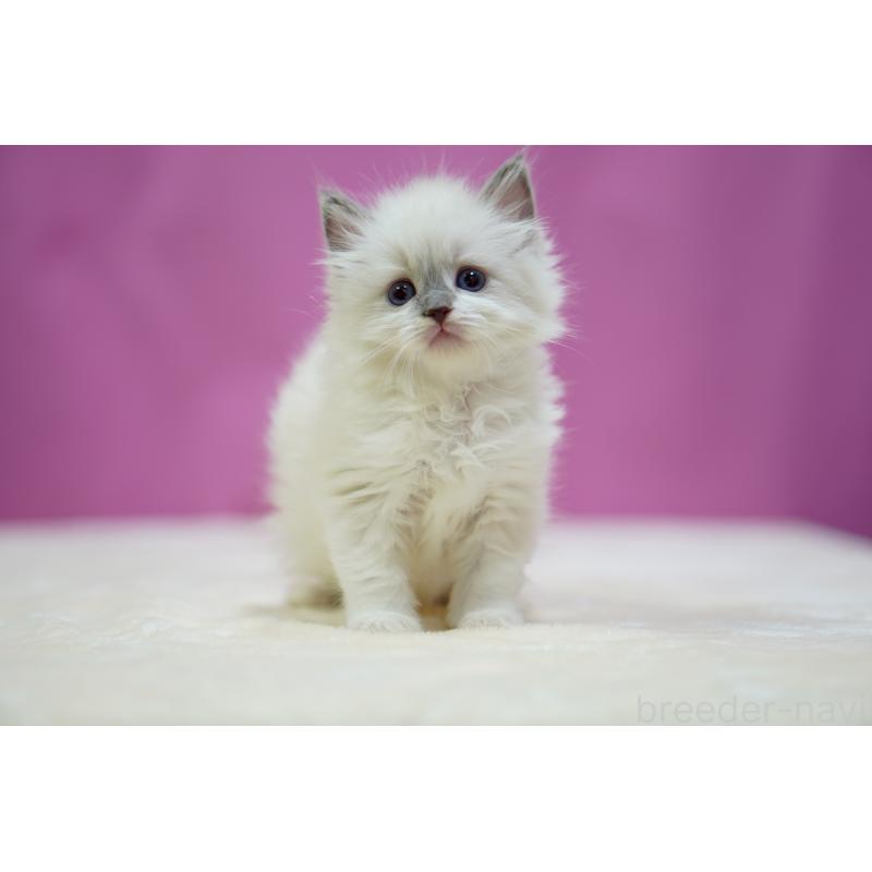 販売中の埼玉県のラグドール-133728の5枚目