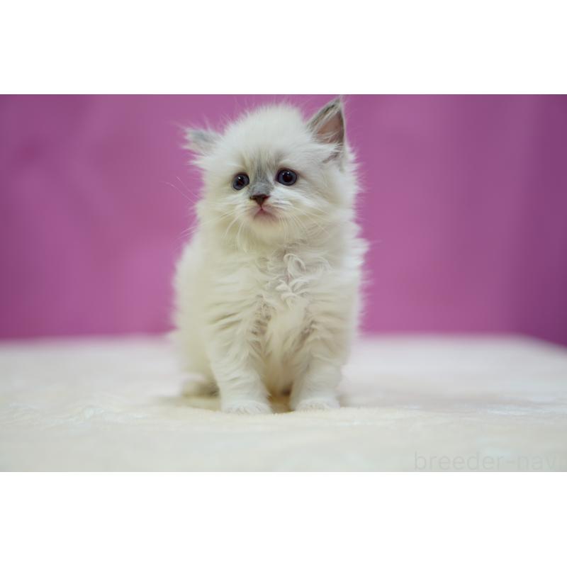 販売中の埼玉県のラグドール-133728の4枚目