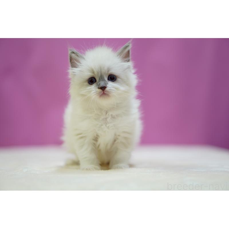 販売中の埼玉県のラグドール-133728の3枚目