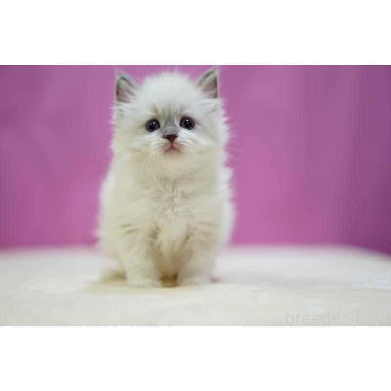 販売中の埼玉県のラグドール-133728の2枚目