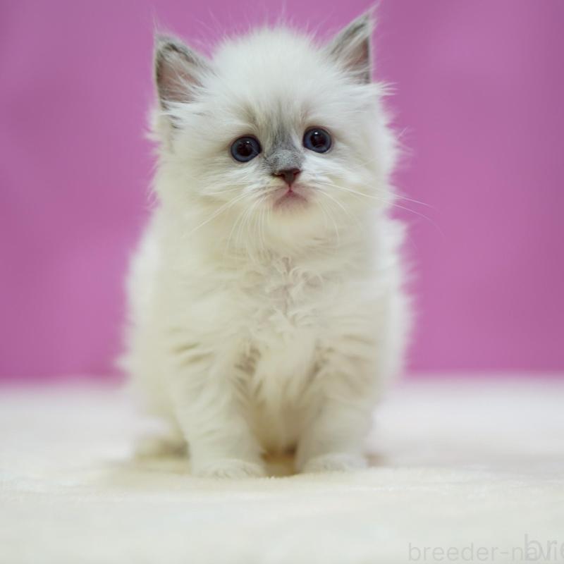 販売中の埼玉県のラグドール-133728