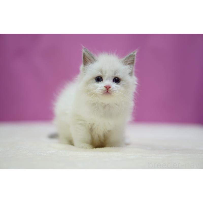 販売中の埼玉県のラグドール-133729の9枚目