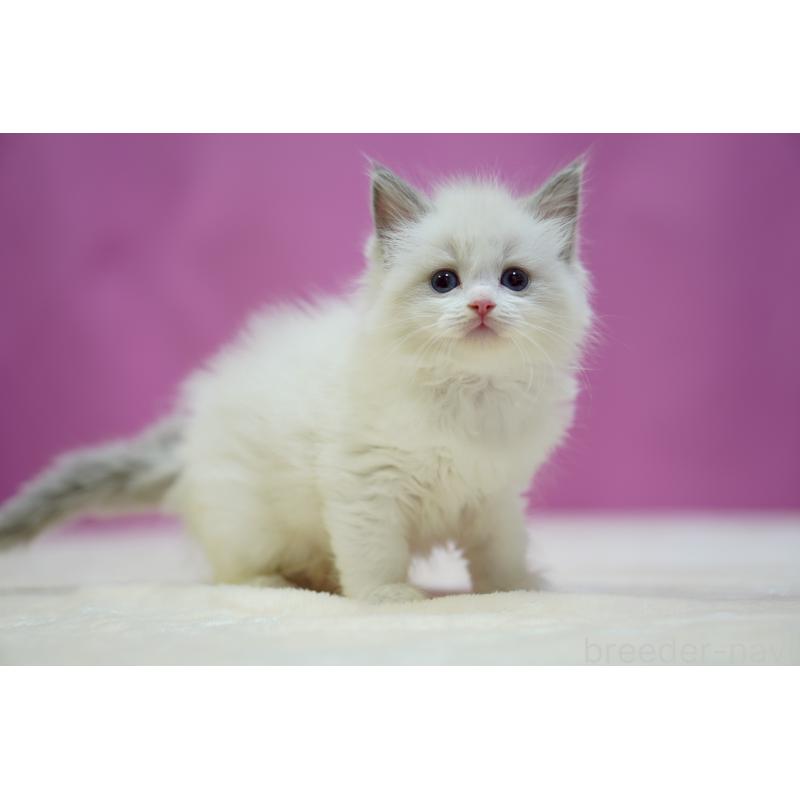 販売中の埼玉県のラグドール-133729の8枚目