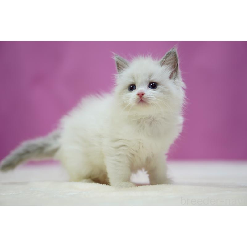 販売中の埼玉県のラグドール-133729の7枚目