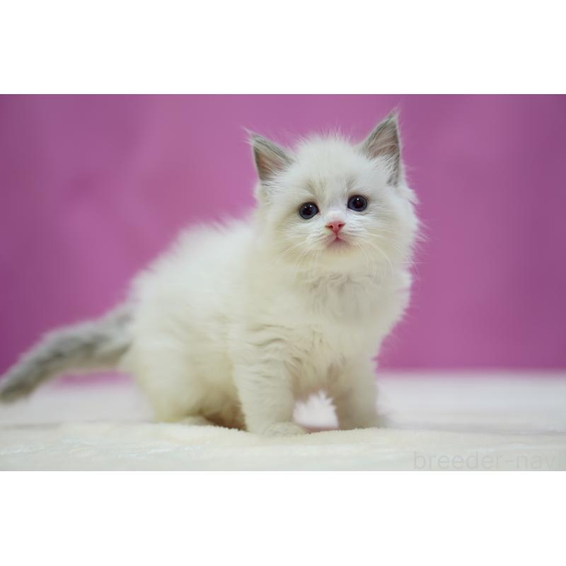 販売中の埼玉県のラグドール-133729の6枚目