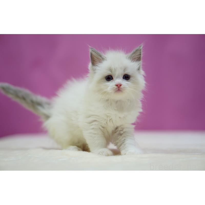 販売中の埼玉県のラグドール-133729の3枚目