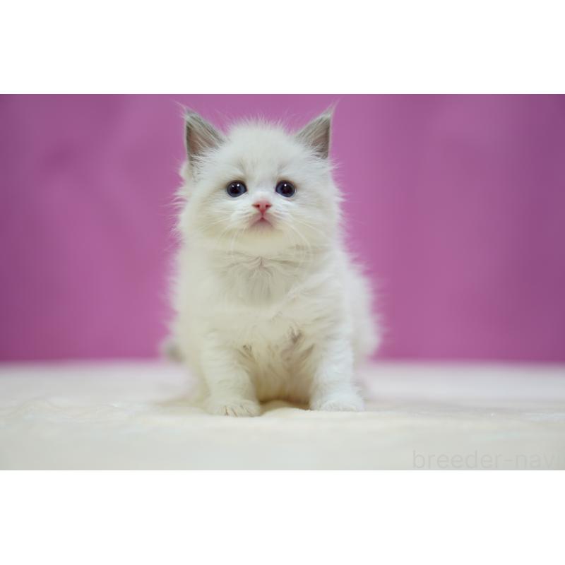 販売中の埼玉県のラグドール-133729の2枚目