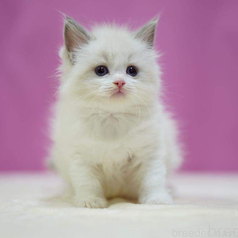 販売中の埼玉県のラグドール-133729の1枚目