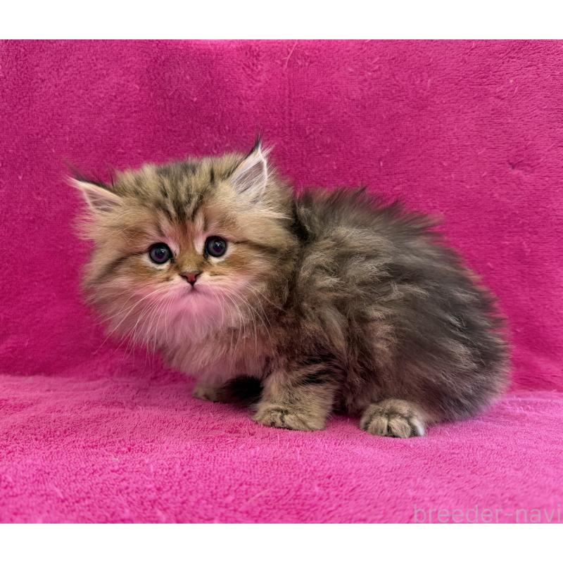 販売中の愛知県のミヌエット-131920