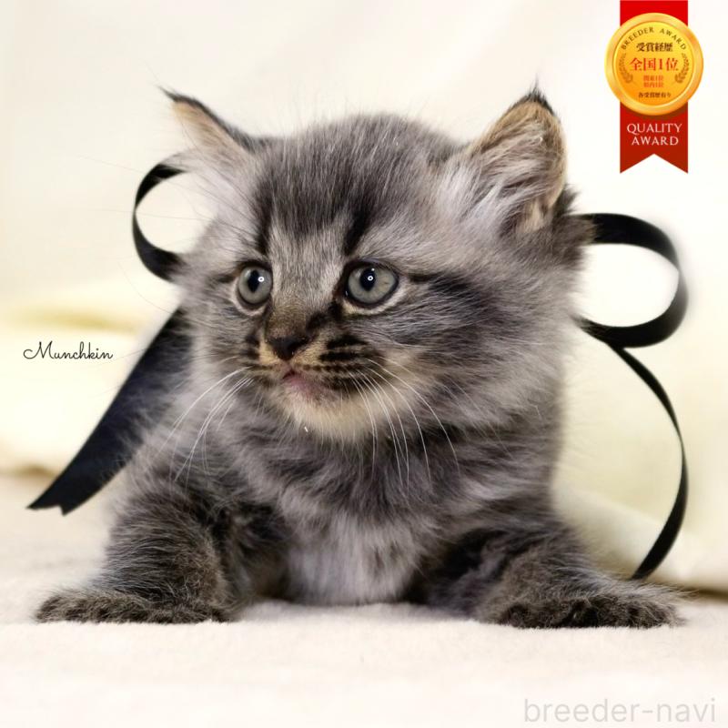 販売中の栃木県のマンチカン-133322