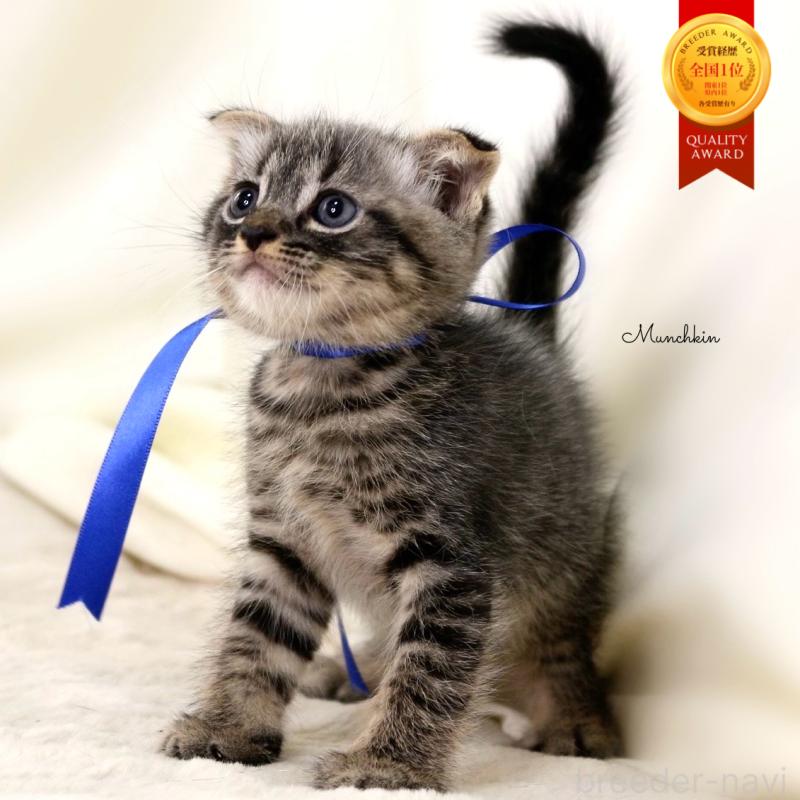 販売中の栃木県のマンチカン-133323