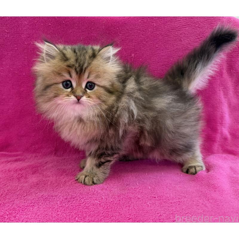 販売中の愛知県のミヌエット-131921