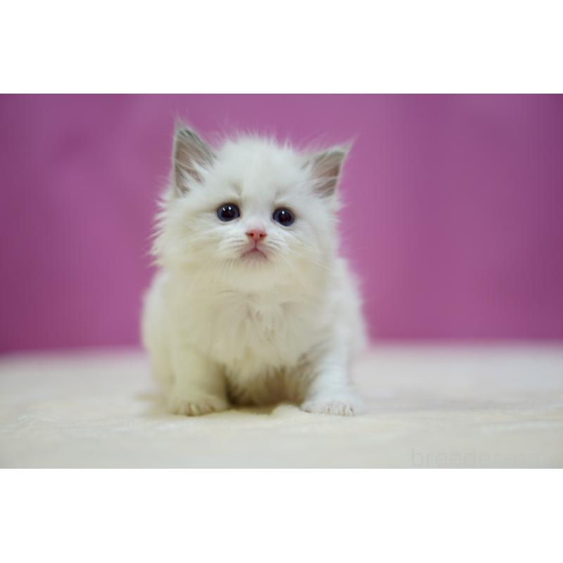 販売中の埼玉県のラグドール-133730の6枚目