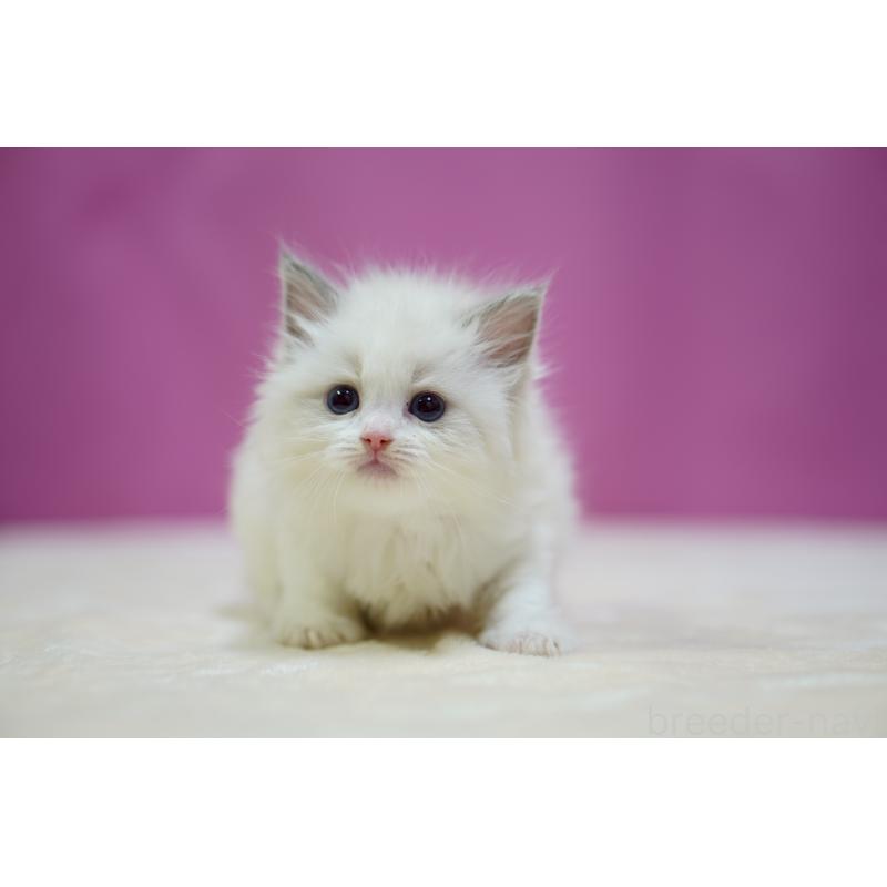 販売中の埼玉県のラグドール-133730の3枚目