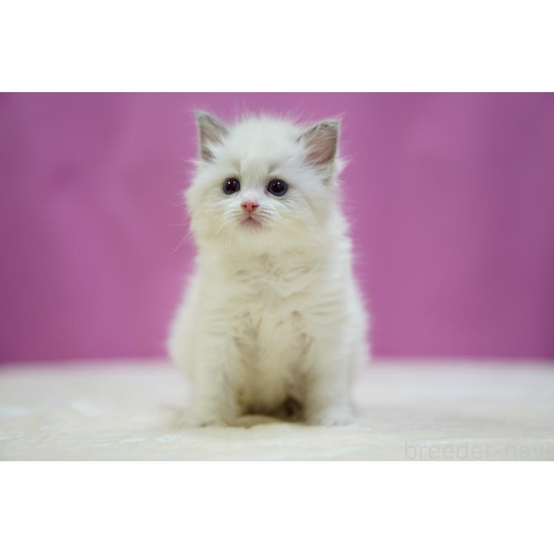 販売中の埼玉県のラグドール-133730の2枚目